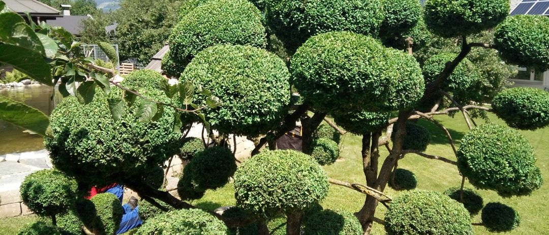 Ein Garten mit sorgfältig geschnittenen kugelförmigen Büschen und Bäumen, vor einem Hintergrund von Bergen.
