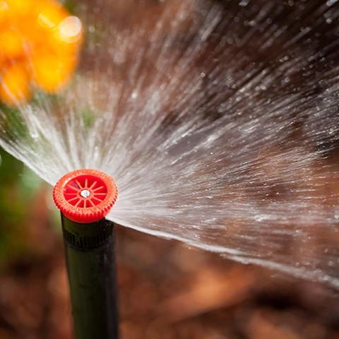 Eine Nahaufnahme eines roten Sprinklers, der Wasser in die Luft sprüht, mit einer gelben Blume im Hintergrund.