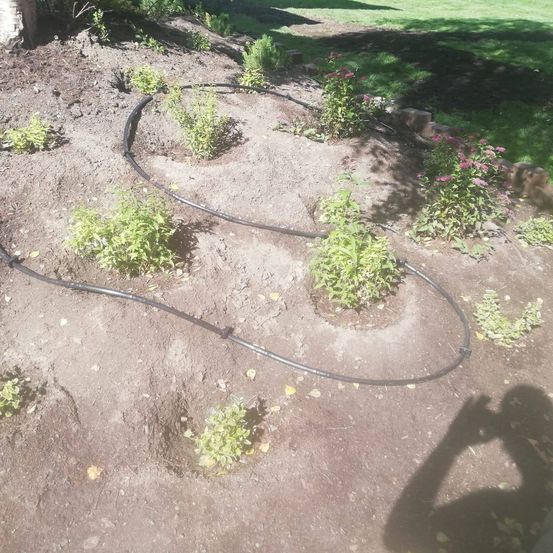 Ein Garten mit Pflanzen und Blumen wird mit einem Schlauch bewässert. Der Schlauch ist in der Erde aufgerollt. Der Garten ist von Gras umgeben.