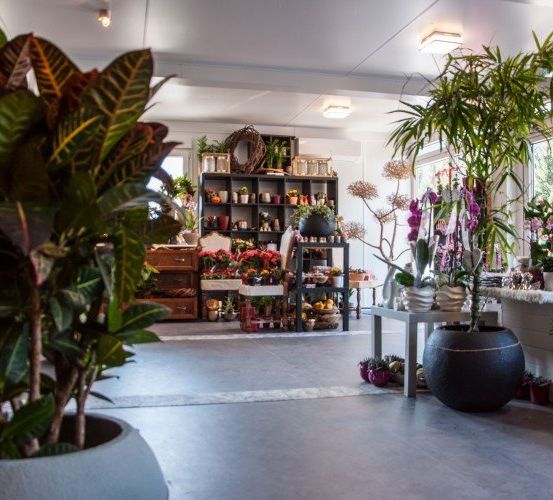 Ein Blumenladen mit verschiedenen Topfpflanzen, Blumen und Dekorationsartikeln auf Regalen und Tischen. Der Laden hat eine weiße Decke und weiße Wände.