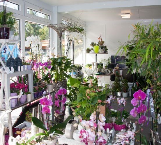 Ein Raum voller verschiedener Pflanzen und Blumen, einschließlich Orchideen, auf Regalen und dem Boden, unter einem hellen Licht.