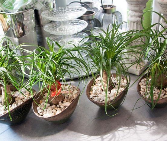 Vier Topfpflanzen mit langen grünen Blättern und weißen Kieselsteinen werden auf einer Arbeitsplatte ausgestellt.
