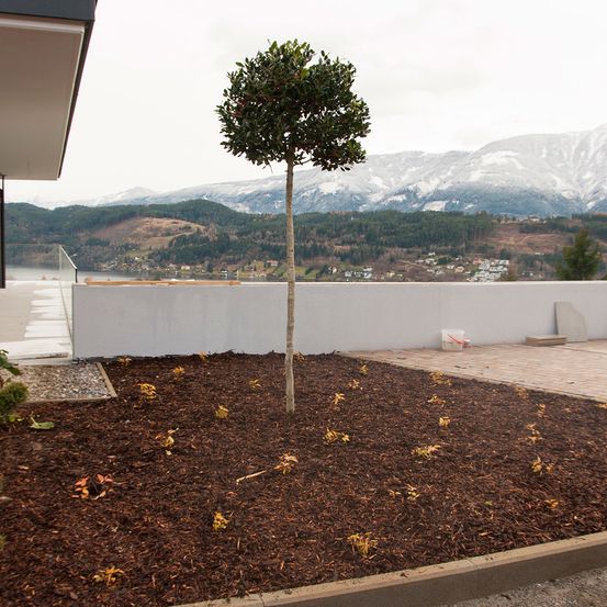Ein kleiner Baum in einem Beet aus gemulchten Blättern steht vor einer weißen Wand. Im Hintergrund sind schneebedeckte Berge und ein Gewässer zu sehen.