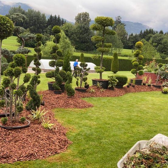 Ein Garten mit ordentlich geschnittenen Sträuchern und Bäumen, umgeben von Mulch, mit einer Person, die im Hintergrund geht. In der Ferne gibt es ein Gewächshaus und Berge.