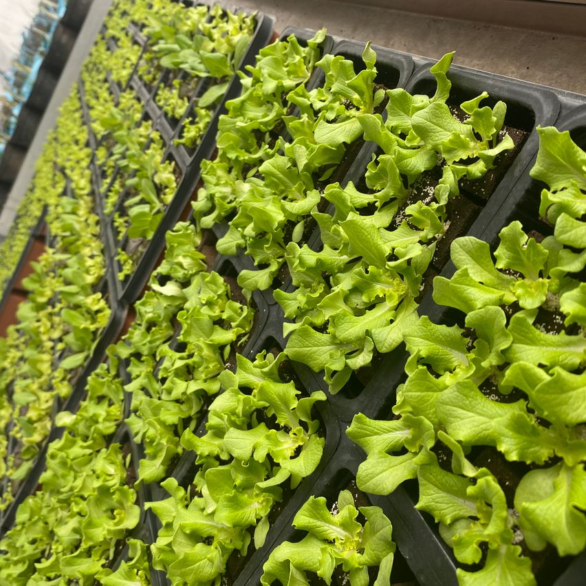 Reihen von Salatpflanzen, die in Schalen wachsen, beleuchtet von einer Deckenleuchte, mit leuchtend grünen Blättern und gesundem Wachstum.