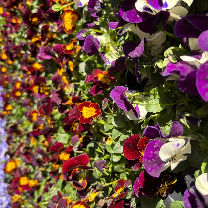 Eine farbenfrohe Blumenwand mit violetten, weißen und gelben Stiefmütterchen. Die Anordnung zeigt eine Mischung aus Farben und Formen und schafft ein visuell ansprechendes Bild.