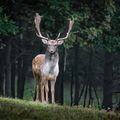 Animal, Deer, Mammal, Wildlife, Elk, Antelope, Antler, Plant, Tree, Vegetation