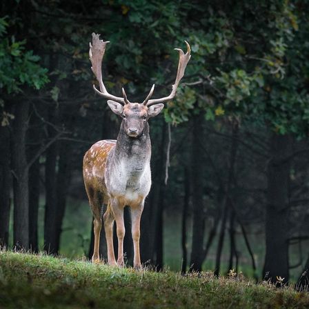 Bild enthält, Animal, Deer, Mammal, Wildlife, Elk, Antelope, Antler, Plant, Tree, Vegetation