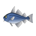 Animal, Fish, Sea Life, Tuna, Bonito
