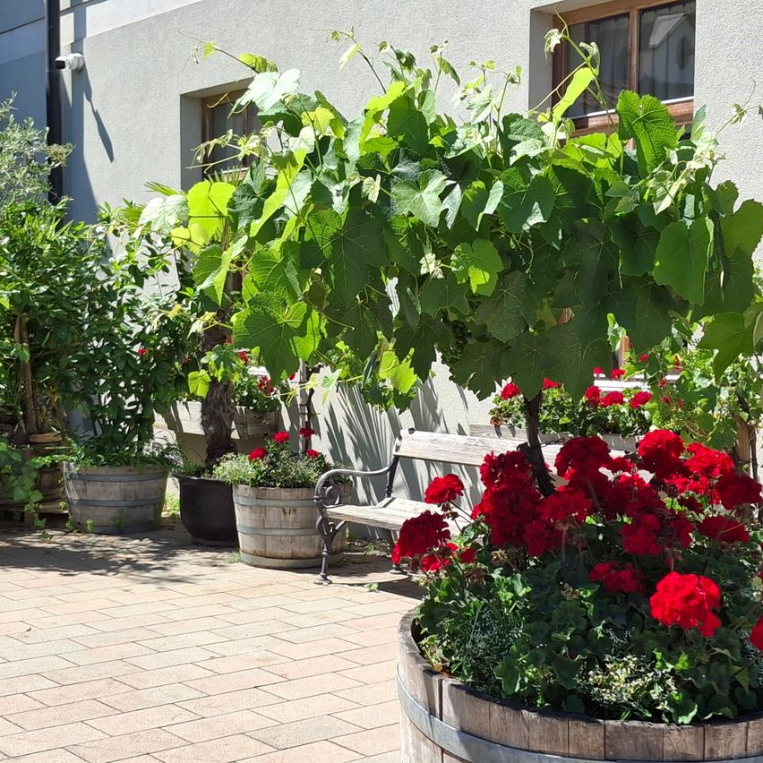 A patio area with various potted plants, including red flowers and green vines, next to a building with a window and a bench.