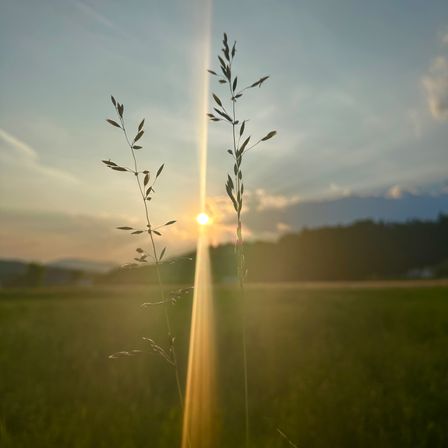 Ein sonnengeküsstes Feld mit hohen Gräsern und einem goldenen Sonnenstrahl, der von hinten beleuchtet, vor einem blauen Himmel mit verstreuten Wolken.