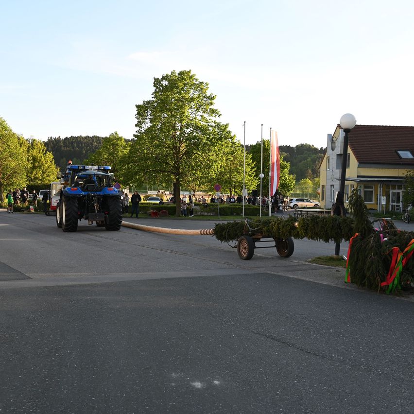 Ein blauer Traktor zieht einen mit Tannenbäumen beladenen Wagen an einem sonnigen Tag in einem kleinen Dorf. Bäume und Flaggen säumen die Straße.