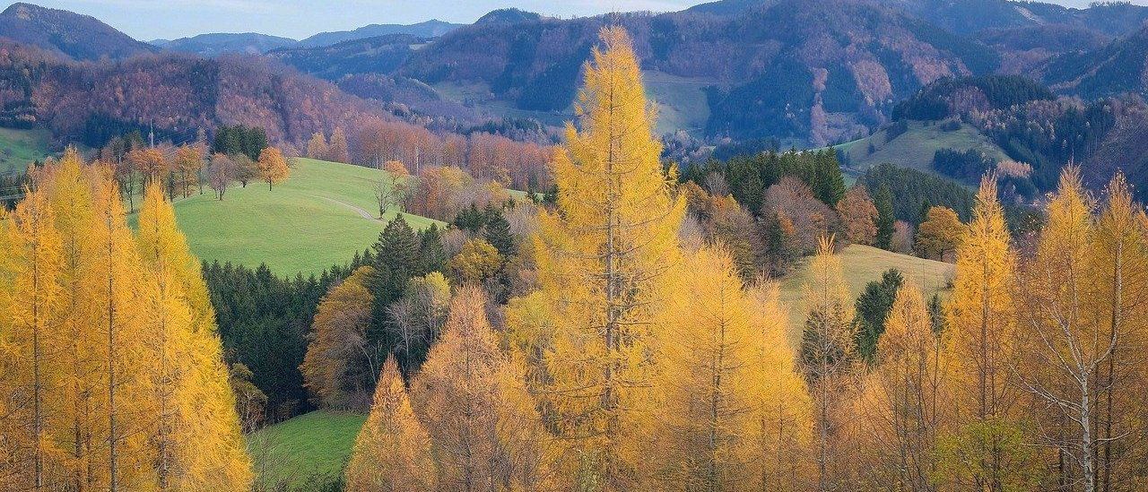 Bild enthält, Tree, Conifer, Larch, Nature, Outdoors, Scenery, Grass, Vegetation, Landscape, Woodland