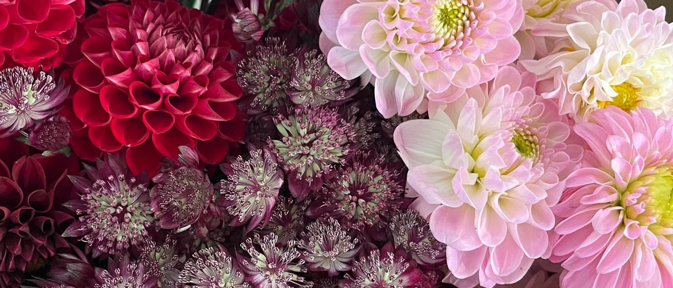 Ein Nahaufnahme eines Straußes verschiedener Dahlienblüten, darunter rot, rosa und weiß mit gelben Zentren.