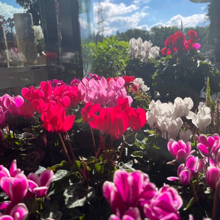 Eine Reihe von leuchtend rosa und roten Blumen mit grünen Blättern, möglicherweise Alpenveilchen, in einem sonnigen Gewächshaus. Bäume und ein blauer Himmel mit Wolken sind im Hintergrund zu sehen.