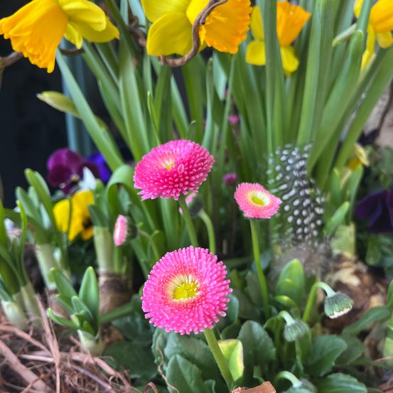 Ein Nahaufnahme eines Gartens voller verschiedener Blumen. Es gibt leuchtend pinkfarbene Gänseblümchen mit gelben Zentren, gelbe Narzissen und lila Stiefmütterchen. Die Blumen sind von grünen Blättern umgeben.