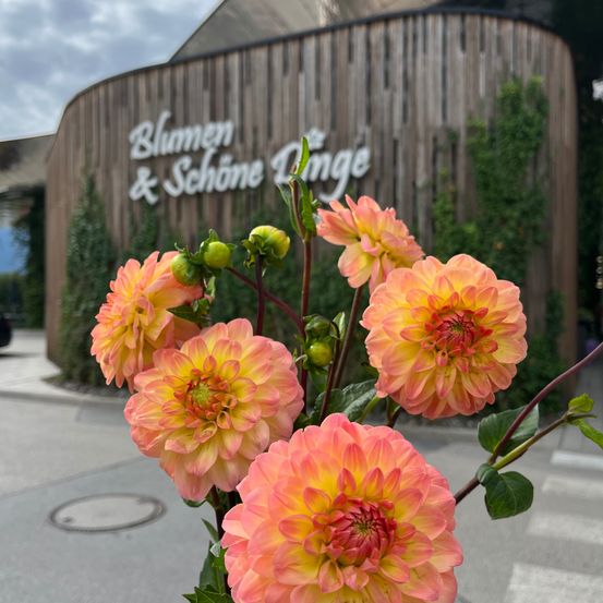 Ein Nahaufnahme von mehreren leuchtenden Dahlienblüten vor einer Holzwand mit dem Text 'Blumen & Schone Dinge'.