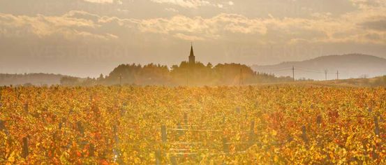 Nature, Outdoors, Countryside, Rural, Scenery, Farm, Vegetation, Vineyard, Landscape
