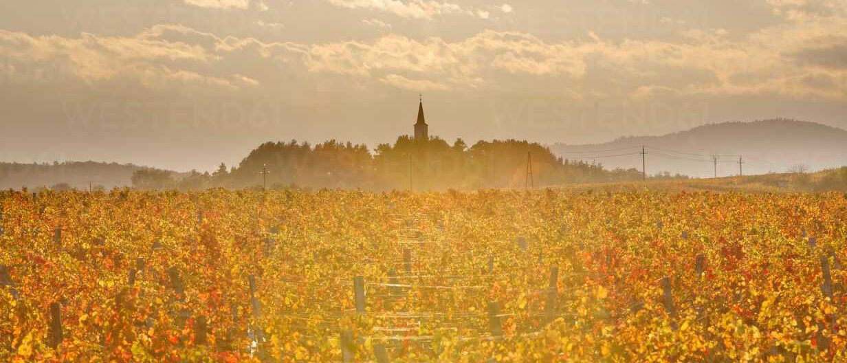 Bild enthält, Nature, Outdoors, Countryside, Rural, Scenery, Farm, Vegetation, Vineyard, Landscape