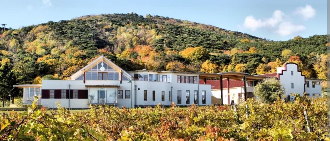 Ein weißes Gebäude steht inmitten eines Weinbergs mit herbstlichen Blättern im Hintergrund.