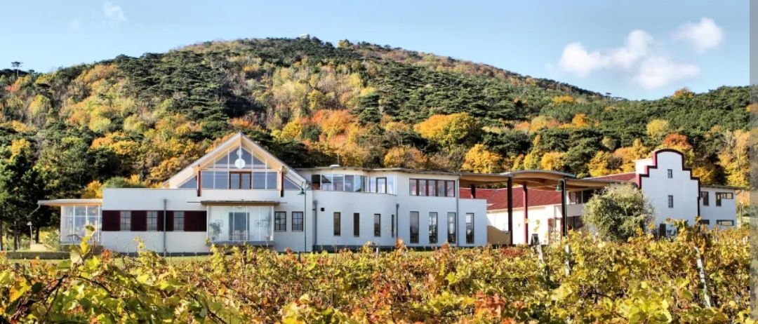 Ein großes weißes Gebäude befindet sich inmitten eines Weinbergs, mit einem von Bäumen bedeckten Hügel im Hintergrund.