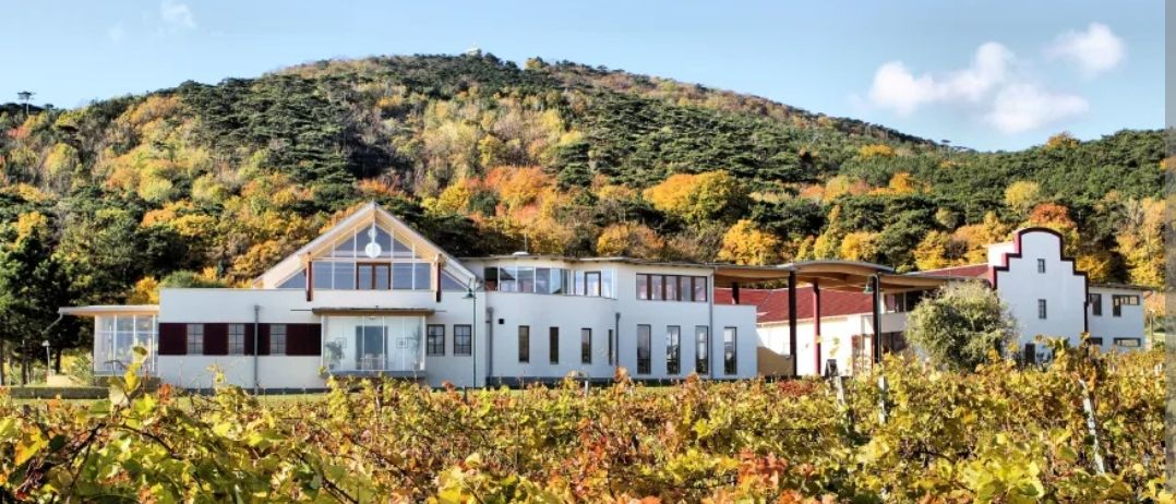 Ein großes weißes Gebäude steht inmitten eines Weinbergs, mit einem rot gedeckten Gebäude rechts und einem Berg, der mit Herbstlaub bedeckt ist, im Hintergrund.