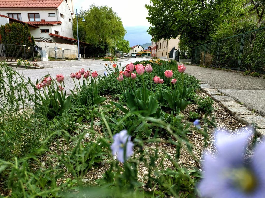 Rosa Tulpen blühen in voller Pracht am Straßenrand, umgeben von grünen Pflanzen und Büschen. Ein Auto fährt auf der Straße. Bäume, Gebäude und ein Metallzaun sind im Hintergrund zu sehen.