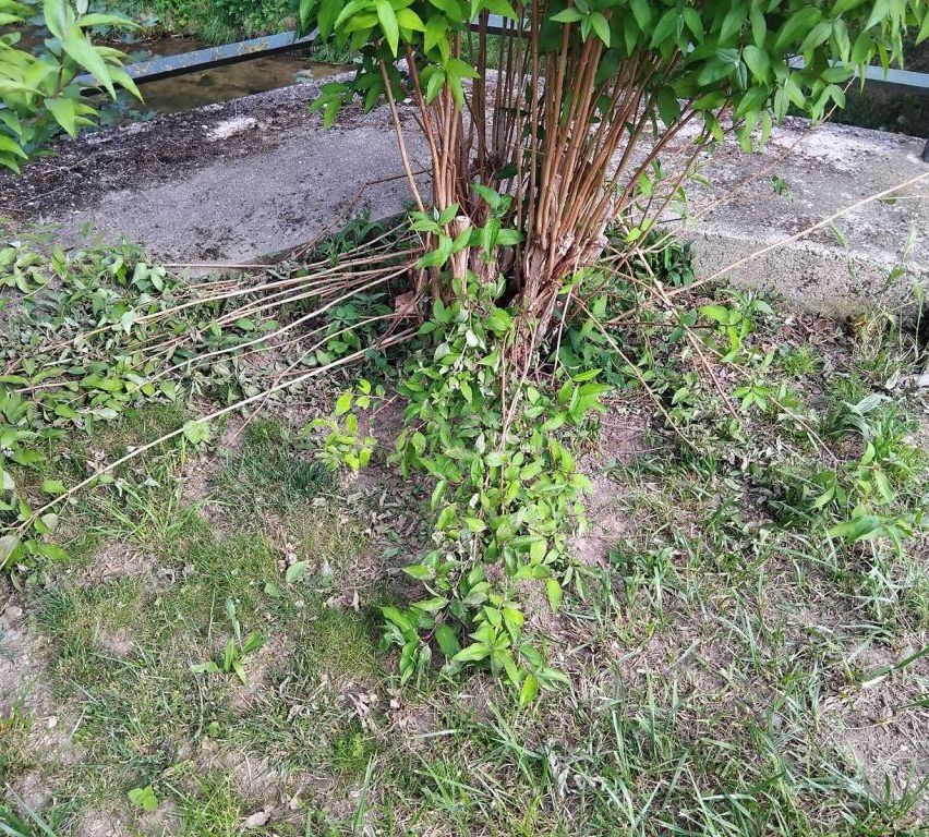 Ein kleiner Strauch mit grünen Blättern und braunen Stielen wächst in der Nähe eines Bürgersteigs mit Erde und Gras.