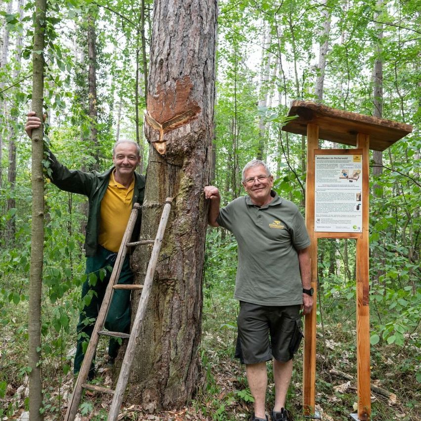 Two men stand in a forest, one beside a tree with a carved face and the other near a wooden sign.
