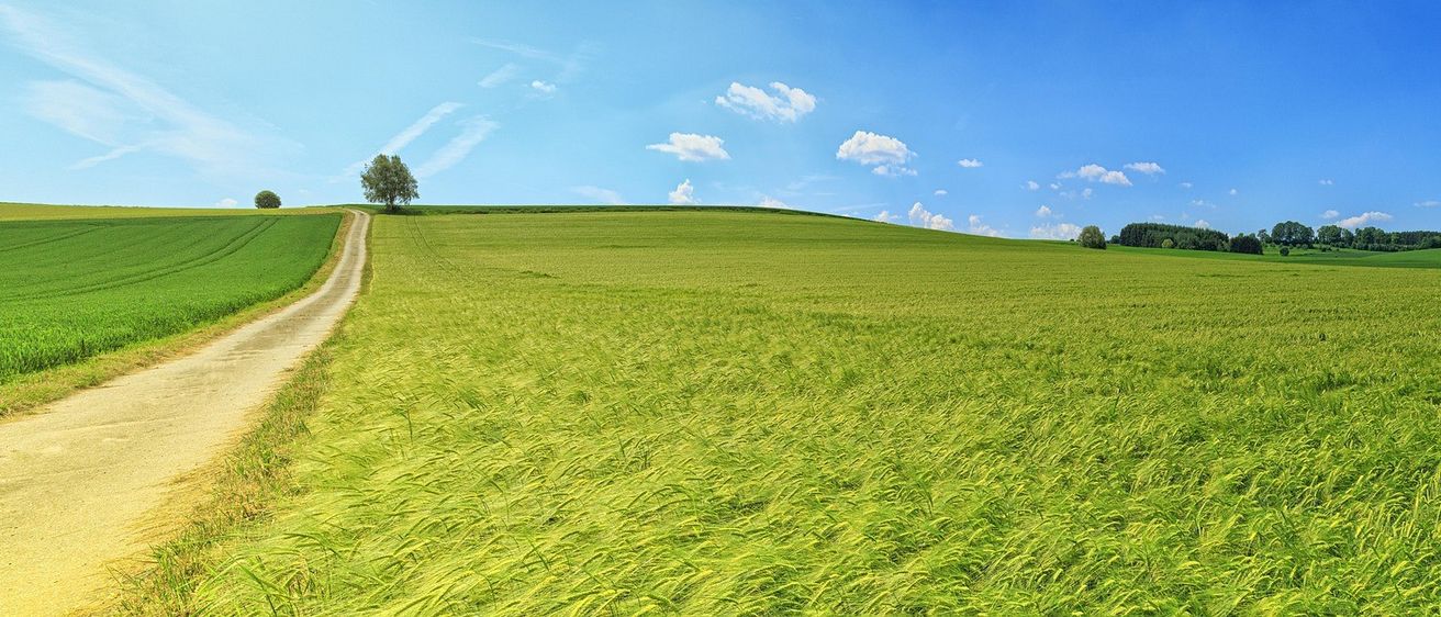 Ein weites grünes Weizenfeld unter einem blauen Himmel mit verstreuten Wolken, ein Baum steht allein auf der rechten Seite.