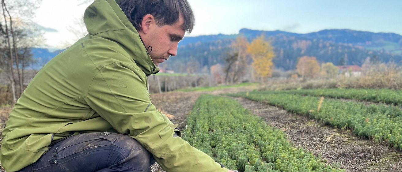 Bild enthält, Vegetation, Tree, Nature, Outdoors, Woodland, Garden, Glove, Gardening, Man, Person