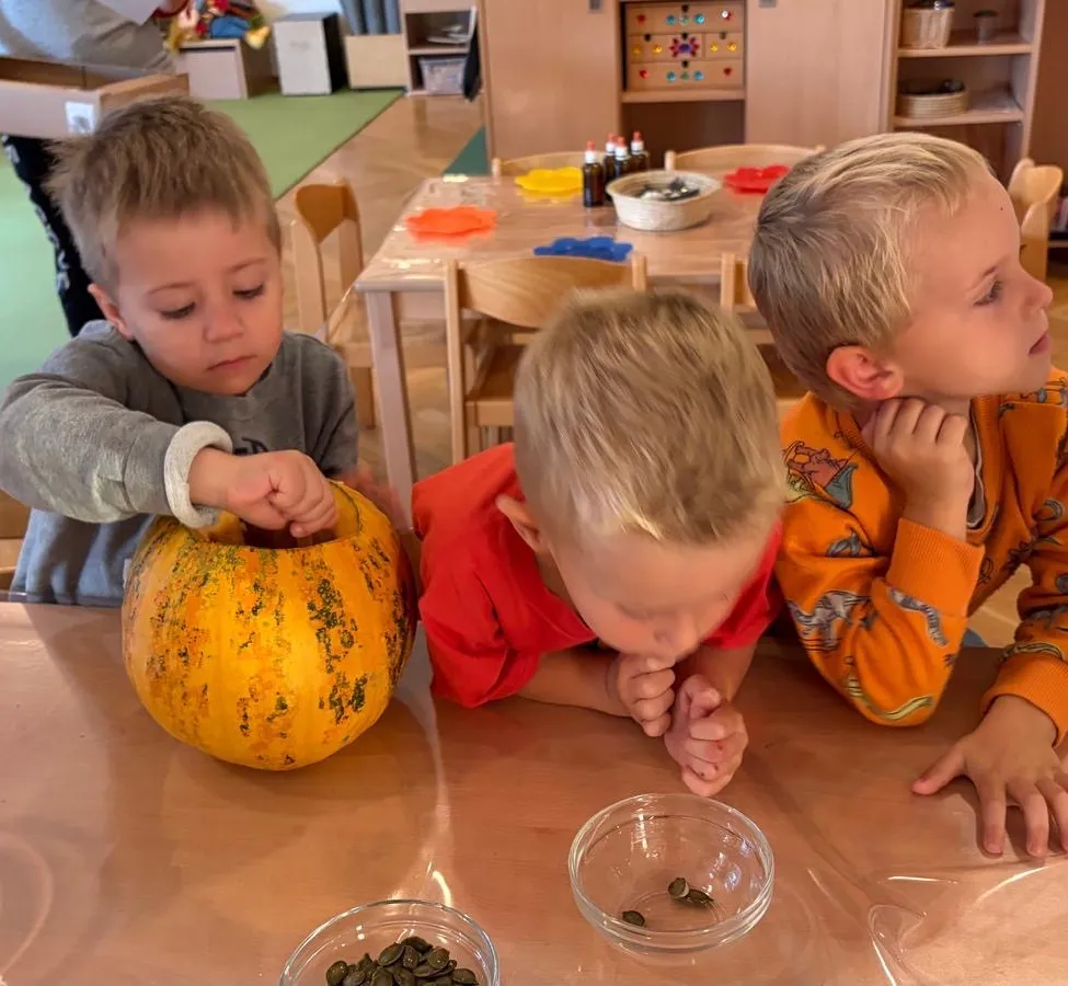 Drei Jungen sitzen an einem Tisch, einer von ihnen hält eine Kürbis und schaut sie an. Die anderen zwei schauen auf etwas auf dem Tisch.