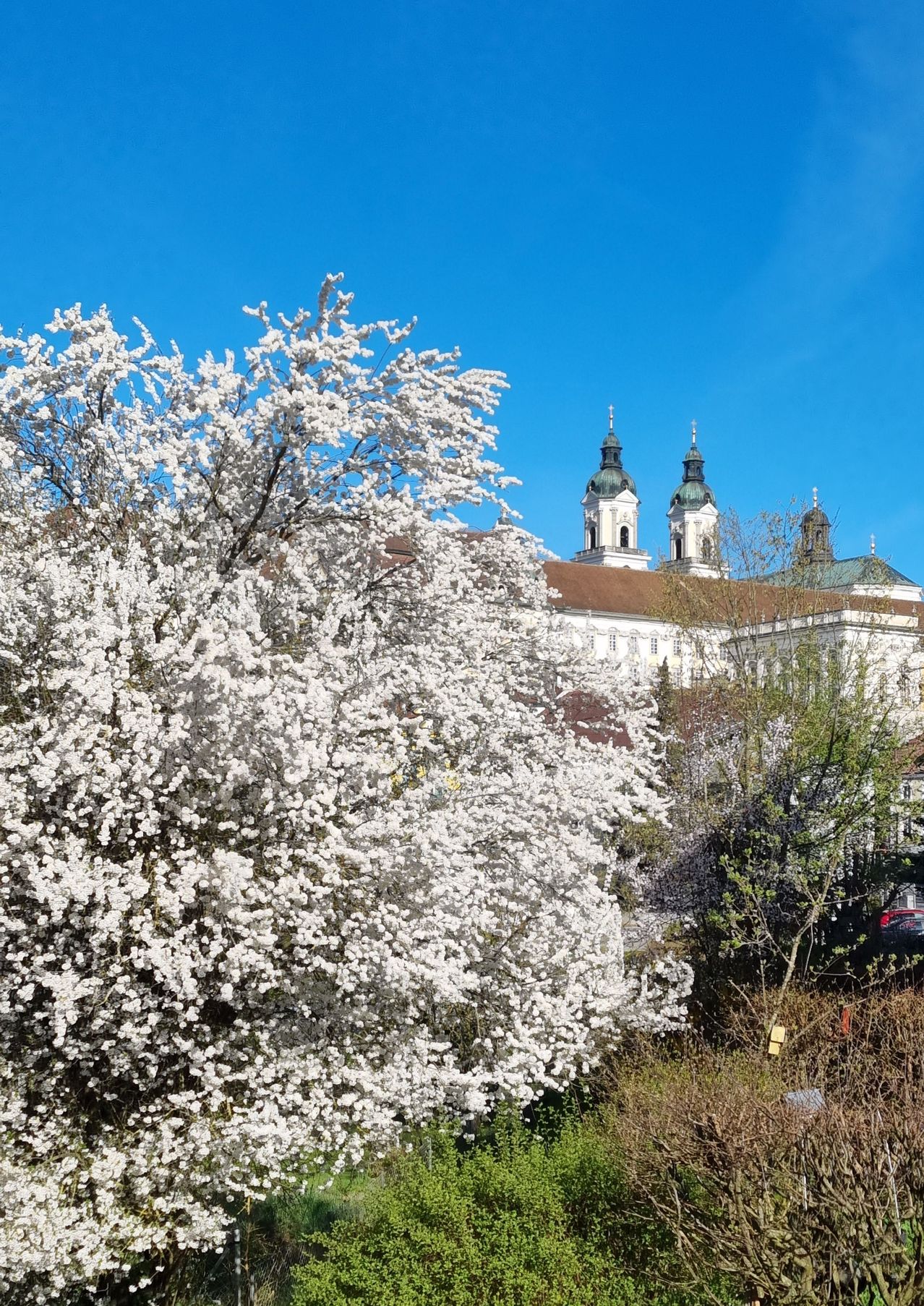 A white flowering tree in front of a large building with three domes and a brown roof under a blue sky.