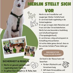 Ein Bild eines weißen Hundes namens Merlin, der einen grünen Gurt trägt, mit Text über seine freundliche Natur, seine Ausbildung als Therapiehund und seine Rolle im Schulumfeld. Es enthält Sicherheitshinweise und Regeln für Kinder, die mit ihm interagieren.