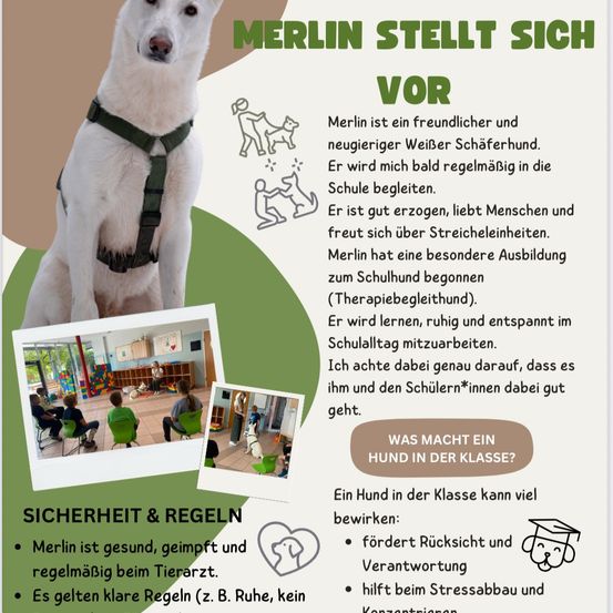Ein Bild eines weißen Hundes namens Merlin, der einen grünen Gurt trägt, mit Text über seine freundliche Natur, seine Ausbildung als Therapiehund und seine Rolle im Schulumfeld. Es enthält Sicherheitshinweise und Regeln für Kinder, die mit ihm interagieren.