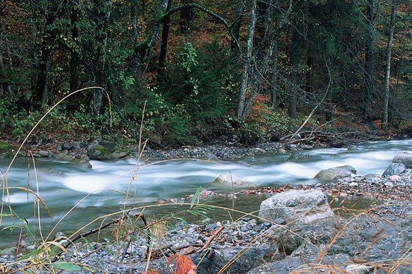 Ein friedlicher Waldbach mit Steinen und gefallenen Blättern, der die Essenz des Herbstes einfängt.