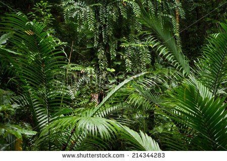 Ein üppiger tropischer Regenwald mit dichtem Laub und verschiedenen Pflanzen, gekennzeichnet durch große Palmblätter und Farne.