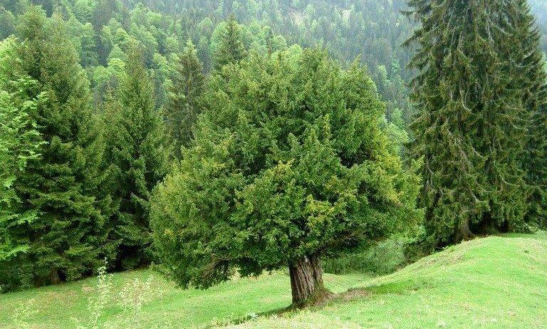 Ein großer Baum steht in einer üppigen grünen Wiese mit Bergen im Hintergrund. Der Baum ist von anderen hohen Bäumen umgeben.