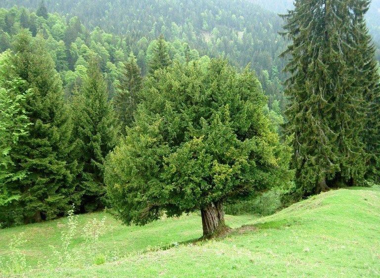 Ein großer Baum steht in einer üppigen grünen Wiese mit Bergen im Hintergrund. Der Baum ist von anderen hohen Bäumen umgeben.