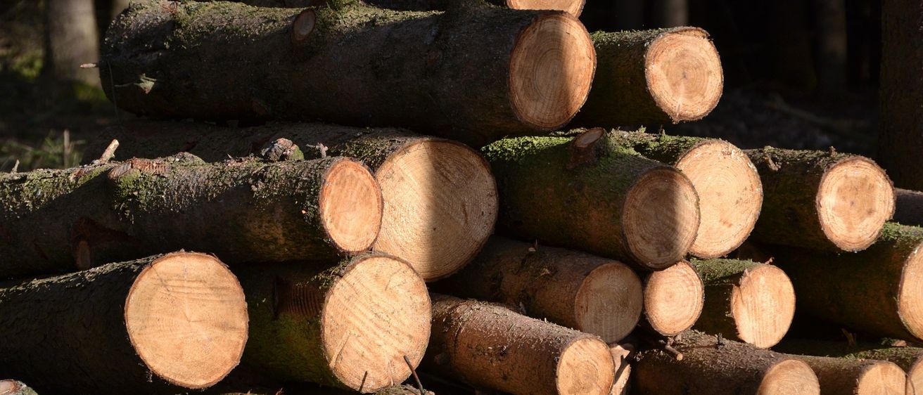 Ein Stapel geschnittener Baumstämme mit Moos und Rinde, noch am Baum befestigt, in einer Waldumgebung angeordnet.