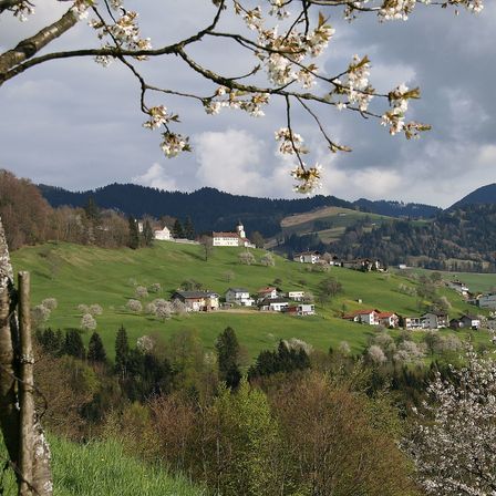 Bild enthält, Tree, Nature, Outdoors, Scenery, Landscape, Grass, Tree Trunk, Fir, Countryside, Grassland