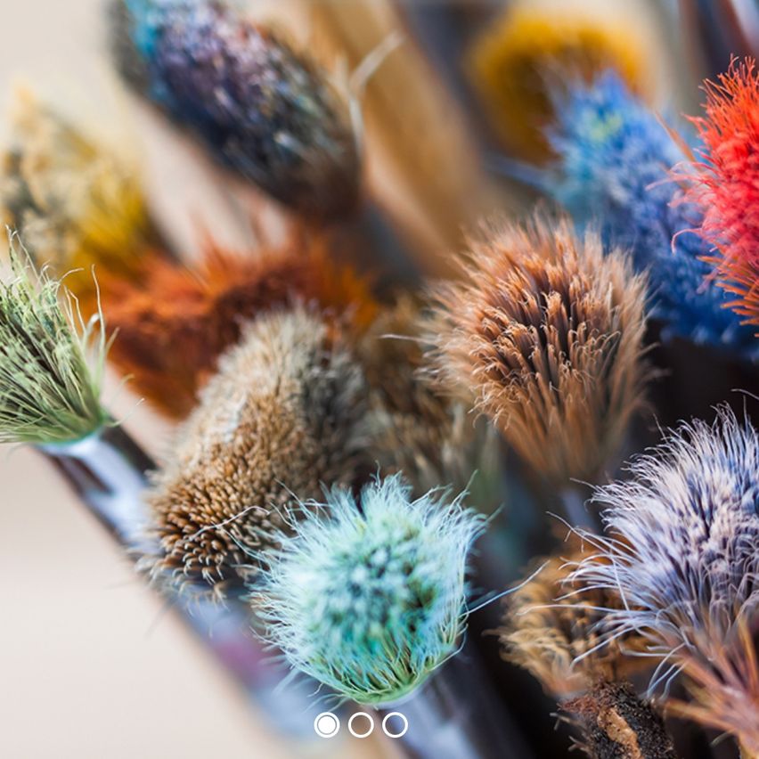 Bild enthält, Brush, Device, Tool, Plant