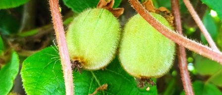 Zwei kleine grüne Früchte hängen von einer Pflanze mit großen grünen Blättern. Die Pflanze hat braune Stängel.