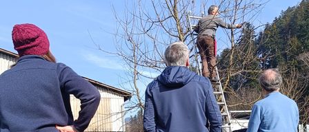 Drei Personen beobachten einen Mann auf einer Leiter, der einen Baum beschneidet. Der Ort ist ein Rasen mit einem Holzzaun im Hintergrund.