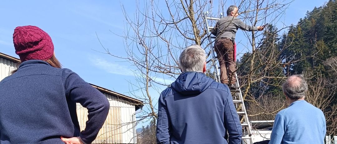 Drei Personen beobachten einen Mann auf einer Leiter, der einen Baum beschneidet. Der Ort ist ein Rasen mit einem Holzzaun im Hintergrund.