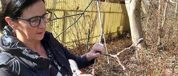 Eine Frau mit Brille und einer schwarzen Jacke beschneidet einen Ast von einem Baum mit einer Astschere im Garten.