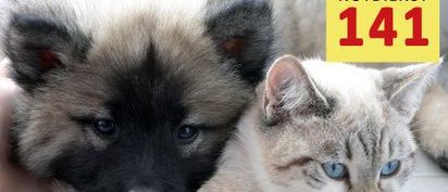 Eine Nahaufnahme eines Hundes und einer Katze, die zusammen liegen. Der Hund ist grau und schwarz mit einem schwarzen Fleck auf der Stirn, während die Katze weiß und grau mit blauen Augen ist. Ein gelbes Schild mit dem Text 'Heimtier Notdienst 141' befindet sich in der oberen rechten Ecke.