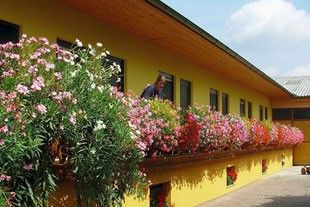Ein Mann pflegt ein Blumenkasten auf dem Balkon eines gelben Gebäudes mit vielen Fenstern und bunten Blumen.