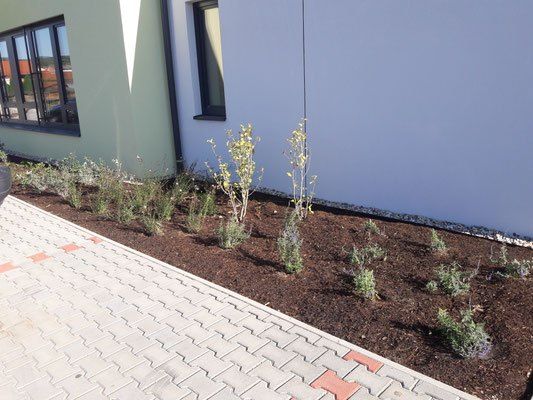 Ein Garten mit Pflanzen und Sträuchern befindet sich neben einem weißen Gebäude mit Fenstern, umgeben von einem gepflasterten Weg.