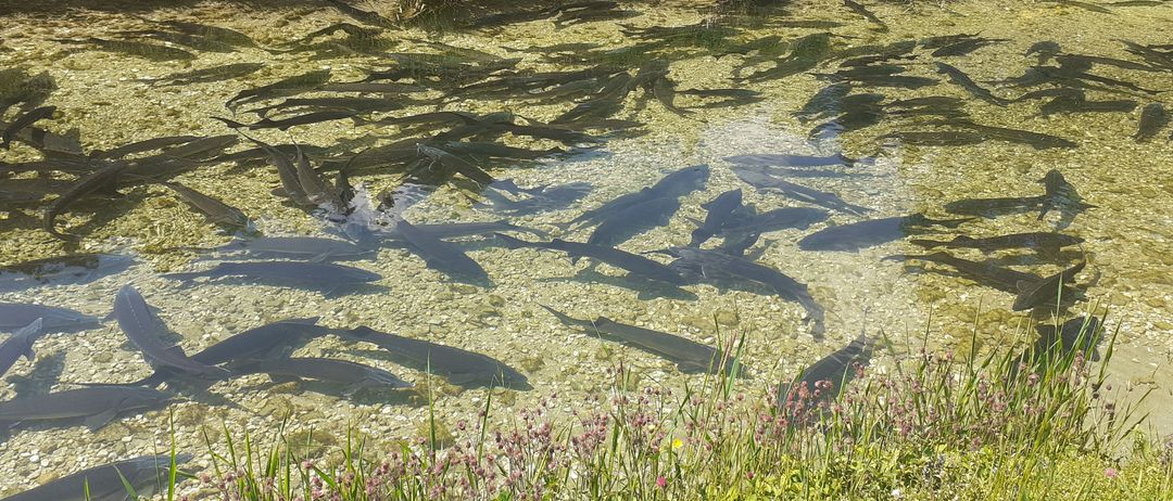 Nature, Outdoors, Pond, Water, Land, Vegetation, Wilderness, Grass, Aquatic, Swamp